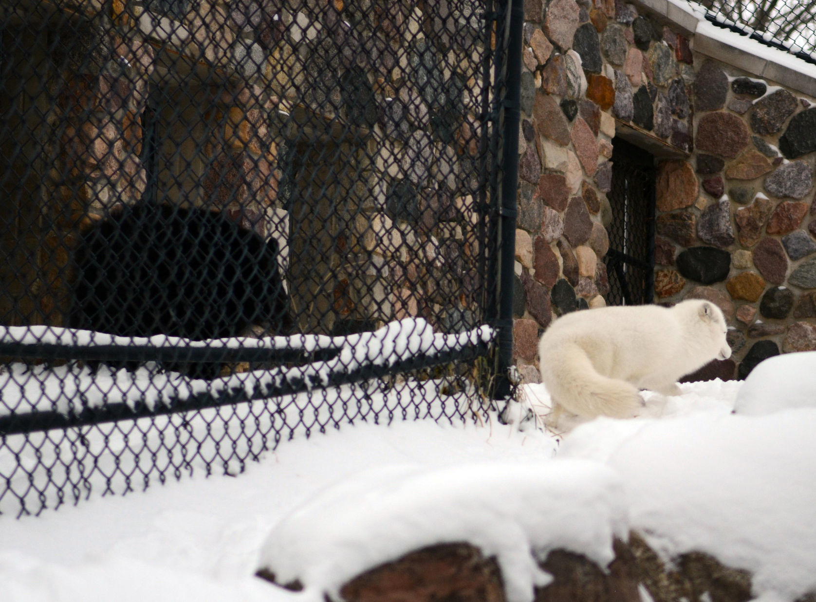 New bear at Ochsner Park Zoo